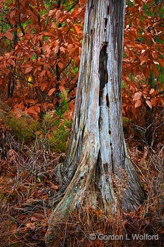 Dead Tree Trunk_11030.jpg - Photographed near Perth, Ontario, Canada.